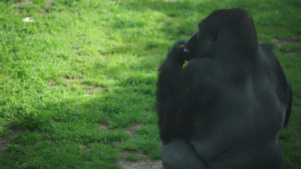 Stor sort gorilla, der spiser ukrudt