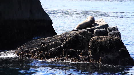 seal climbs up on large rock island in alaska