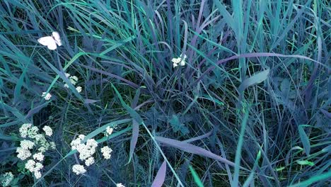 Traum-Von-Blauem-Gras-Und-Schmetterling