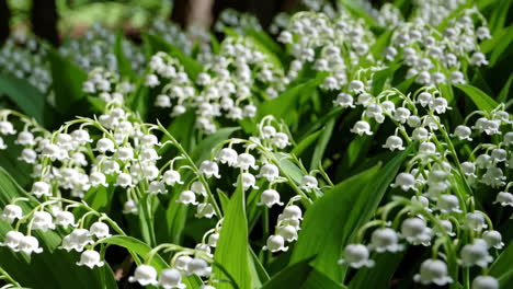 beautiful lily of the valley flowers