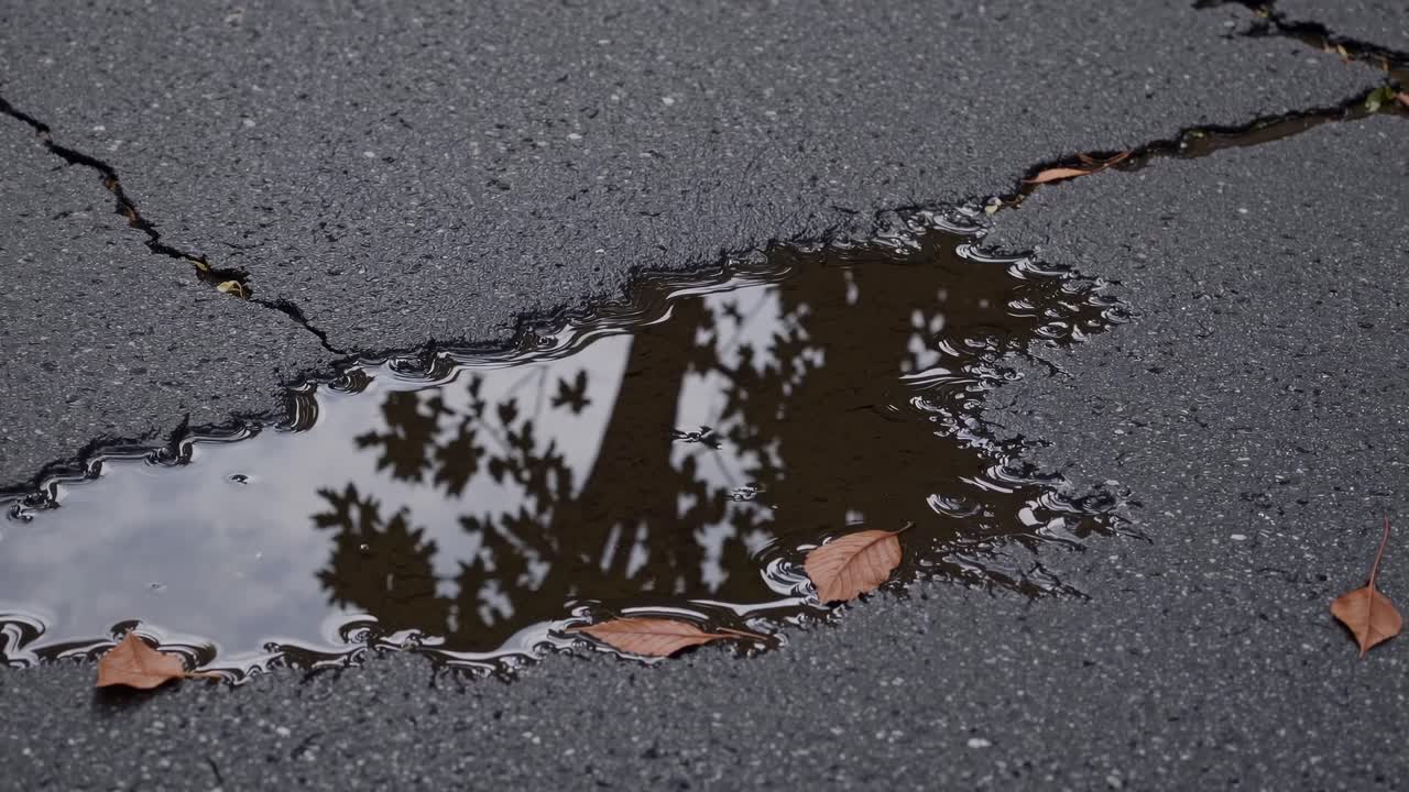 A close-up, ground-level shot of a puddle on cracked asphalt, reflecting tree branches