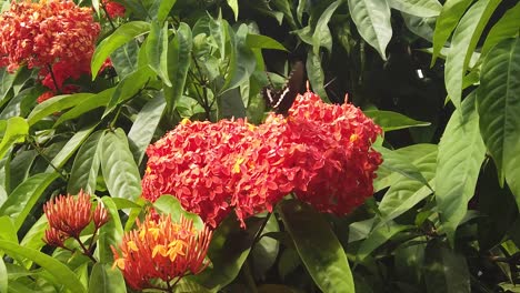 video de 120 fotogramas por segundo de una mariposa andaman tropical sobre flores de clerodendrum bajo el brillante sol del mediodía