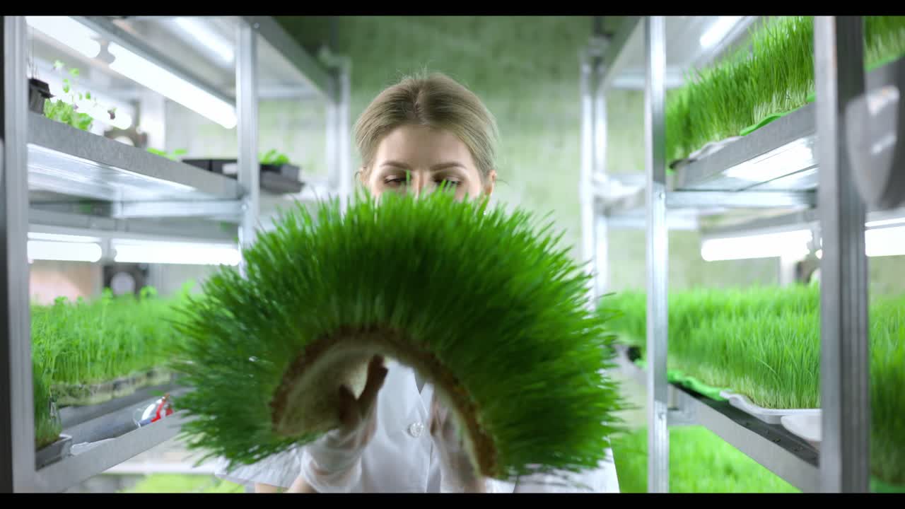 Woman Examining Microgreens in a Vertical Farm