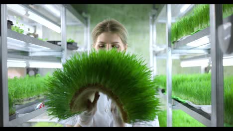 Woman Examining Microgreens in a Vertical Farm