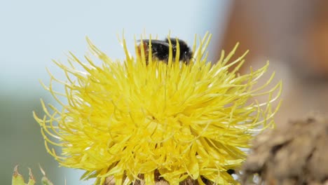 Eine-Makroaufnahme-Einer-Hummel-Auf-Einer-Gelben-Blume,-Die-Nach-Nahrung-Sucht