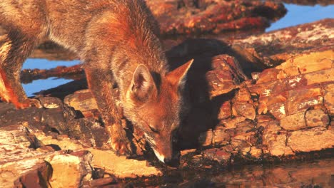 patagonian fox walks to the water and drinks its bit being cautious all the time on full alert