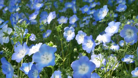 pole niebieskiego kwiatu nemophila w ogrodzie parku hibiya - tokio, japonia latem wiosenny dzień w słońcu - 4k uhd materiał filmowy krótki