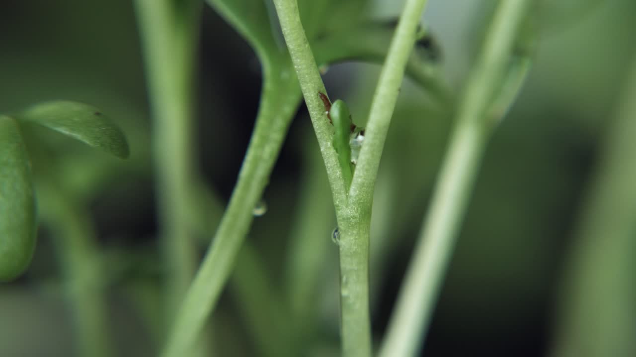gotas de lluvia cayendo sobre los tallos de las plantas