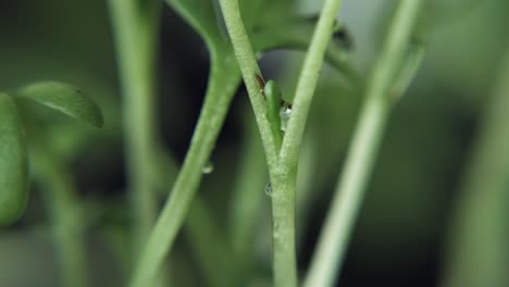 Rain-drops-falling-on-the-plant-stalks-