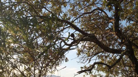 bird preening on a branch during golden hour in knysna, south africa. wind moves tree branches. calm, sunny forest scene with natural wildlife behavior, filmed in 4k