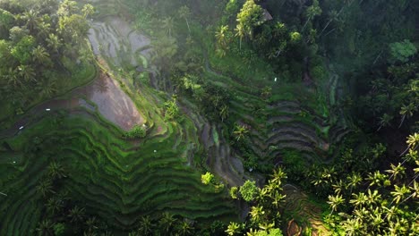 Aerial-4K-Drone-Footage:-Serene-Misty-Morning,-Sunrise-at-UNESCO-Tegalalang-Rice-Terraces,-Ubud,-Bali