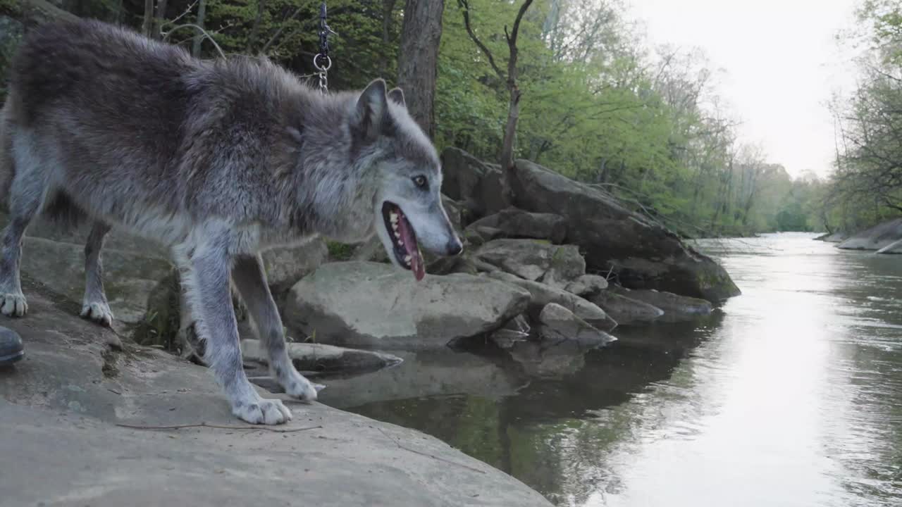 A majestic grey wolf stands by a rocky riverbank, letting out a wide yawn as the forest and water create a peaceful, wild backdrop.