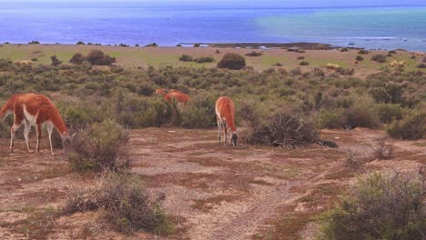 un tiro de hábitat único revela una manada de guanacos que se alimentan de las hierbas en el matorral junto al mar