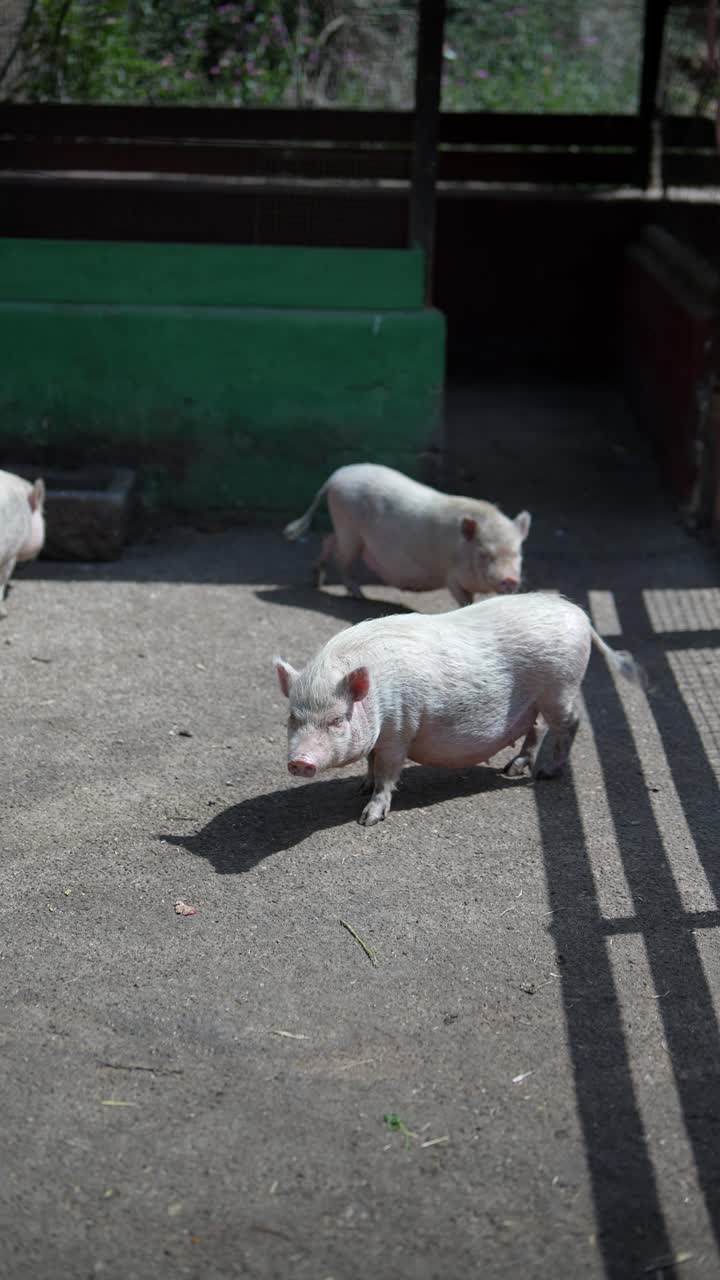 동물원 에 있는 돼지 들