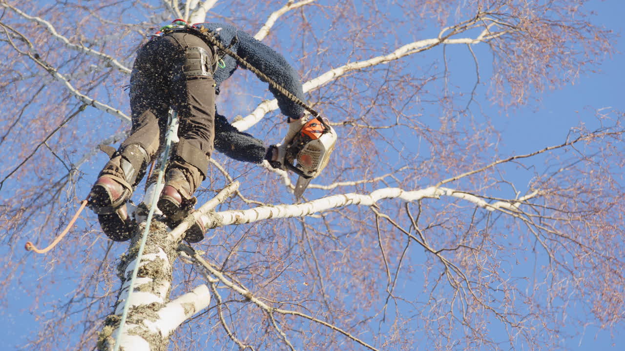 Female tree surgeon dismantling birch tree branches with petrol chainsaw, slomo