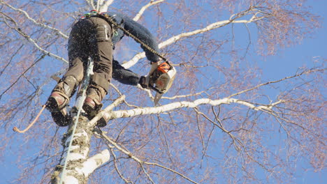 female tree surgeon dismantling birch tree branches with petrol chainsaw, slomo