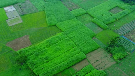 Drohnenaufnahme-Eines-Abgelegenen-Landwirtschaftlichen-Reisfelds-Und-Eines-Jutedorfs-In-Westbengalen