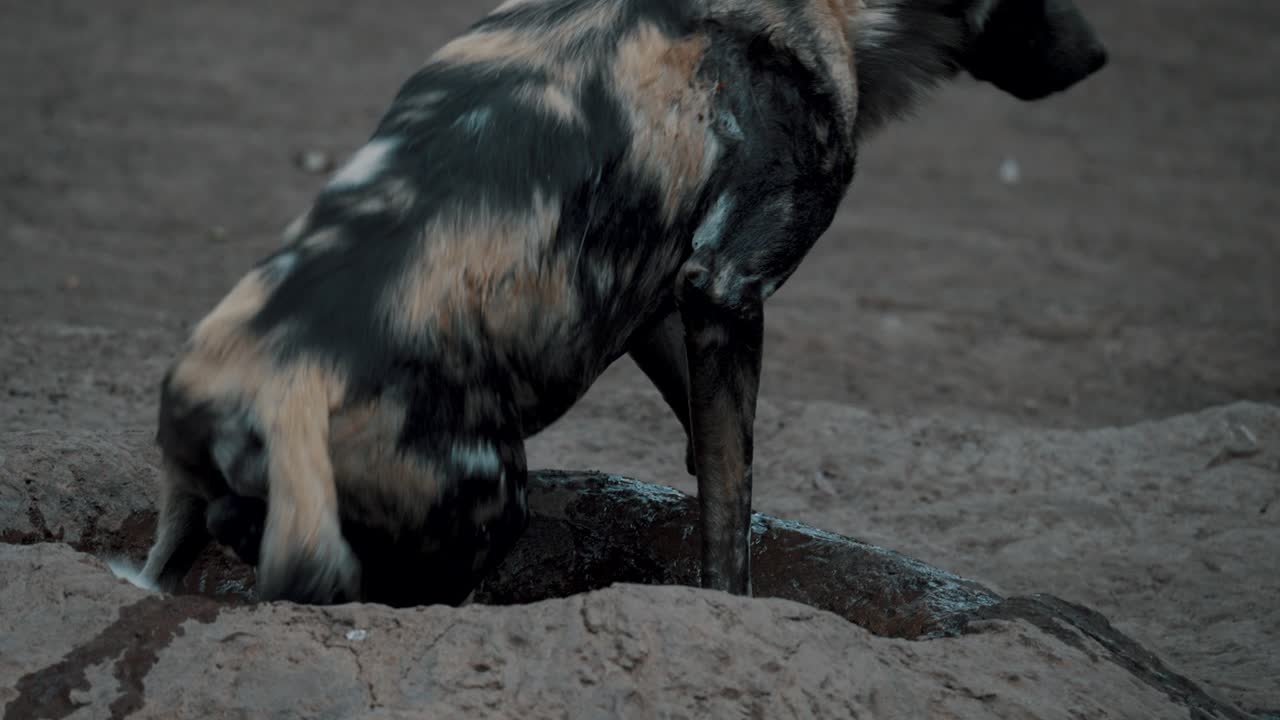 perro salvaje africano en peligro de extinción levantándose del pozo de agua con la manada
