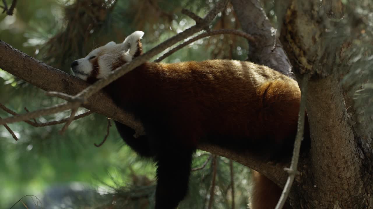 panda rojo nepalés enfriando en un árbol, día cálido y soleado, naturaleza y selva, rojo 4k