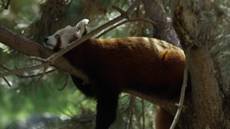 Panda-Rojo-Nepalés-Descansando-En-Un-árbol,-Día-Cálido-Y-Soleado,-Naturaleza-Y-Selva,-Rojo-4k