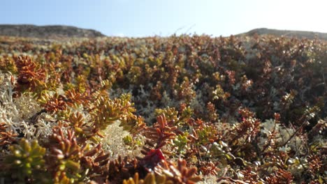 Arctic-Tundra-lichen-moss-close-up.-Found-primarily-in-areas-of-Arctic-Tundra,-alpine-tundra,-it-is-extremely-cold-hardy.-Cladonia-rangiferina,-also-known-as-reindeer-cup-lichen.