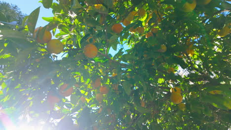 Lush orange tree branches laden with ripe, sunlit lemons against a clear blue sky