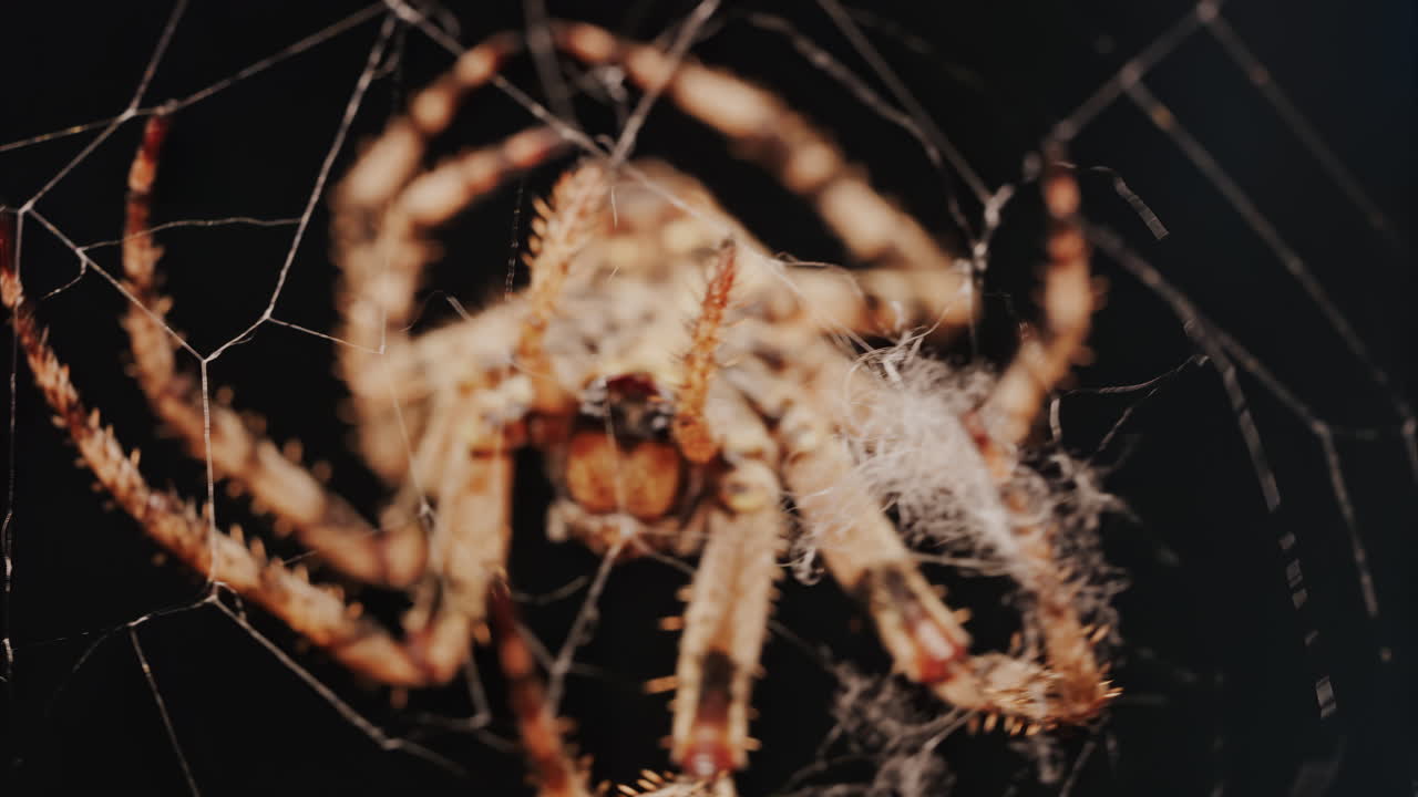 Close up of a spider sitting in its web, showing intricate details of its body and fine silk threads