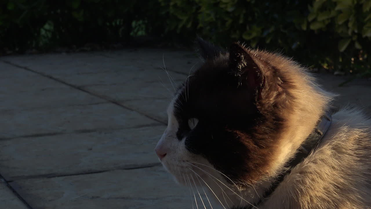 primer plano de un lindo gato durante la puesta de sol