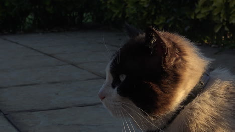 Primer-Plano-De-Un-Lindo-Gato-Durante-La-Puesta-De-Sol