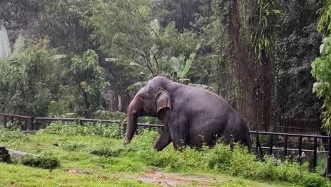 elephant in the rain at the zoo