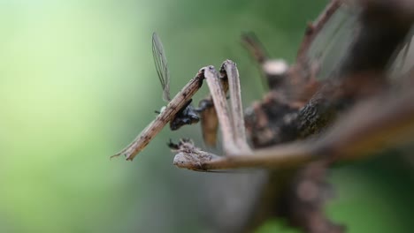 Heterochaetula-straminea,-Mantis,-4K-Footage