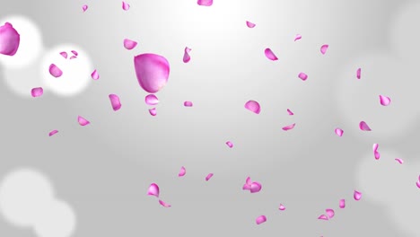 falling cherry blossom petal on pink loop background green screen engagement marriage romantic