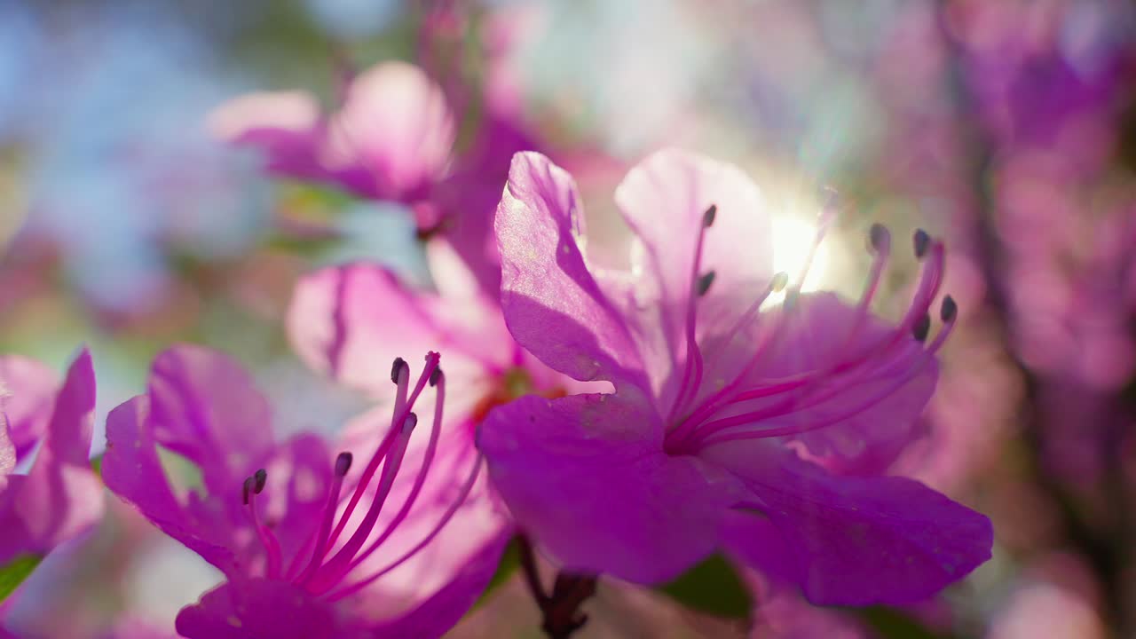 Bunga azalea ungu cerah bergoyang lembut di bawah sinar matahari musim semi. Fokus lembut menonjolkan kelopak bunga yang halus dan benang sari gelap. Efek bokeh latar belakang menambah suasana melamun dan romantis. Sempurna untuk tema seperti pembaharuan.