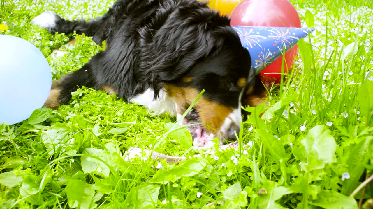 축제 모자 를 입은 개 가  를 먹고 있다