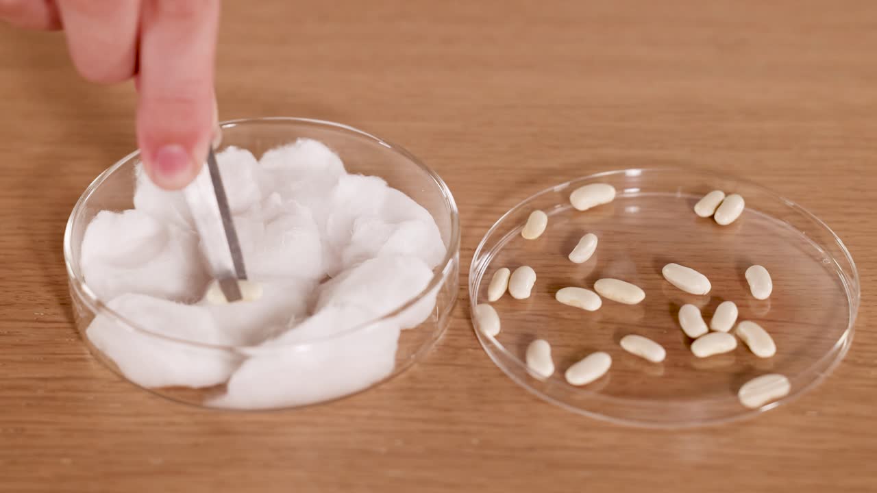 Scientist uses tweezers to place seeds on cotton wool in a lab setting. Bright lighting enhances clarity