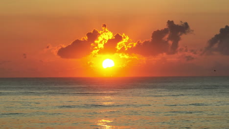 un solo pájaro volando con un colorido amanecer sobre las tranquilas olas del océano