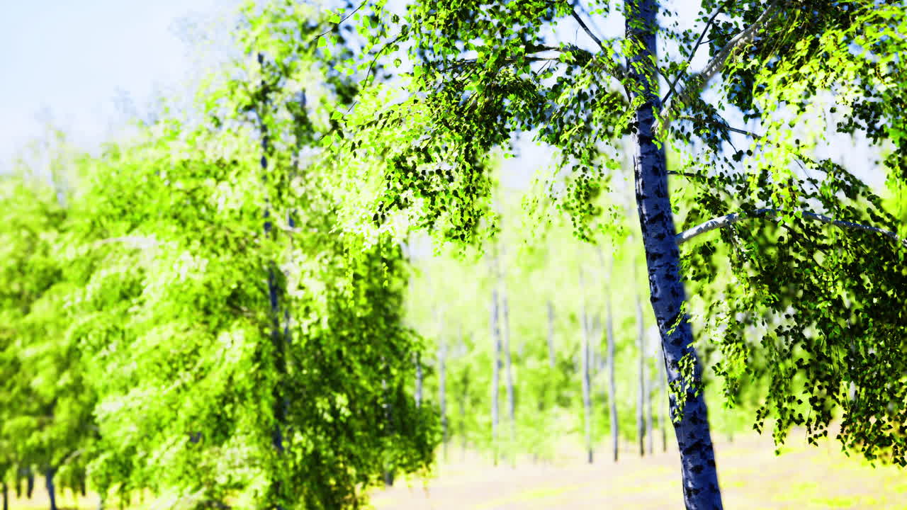 Bright and sunny day among lush green trees in a serene forest landscape
