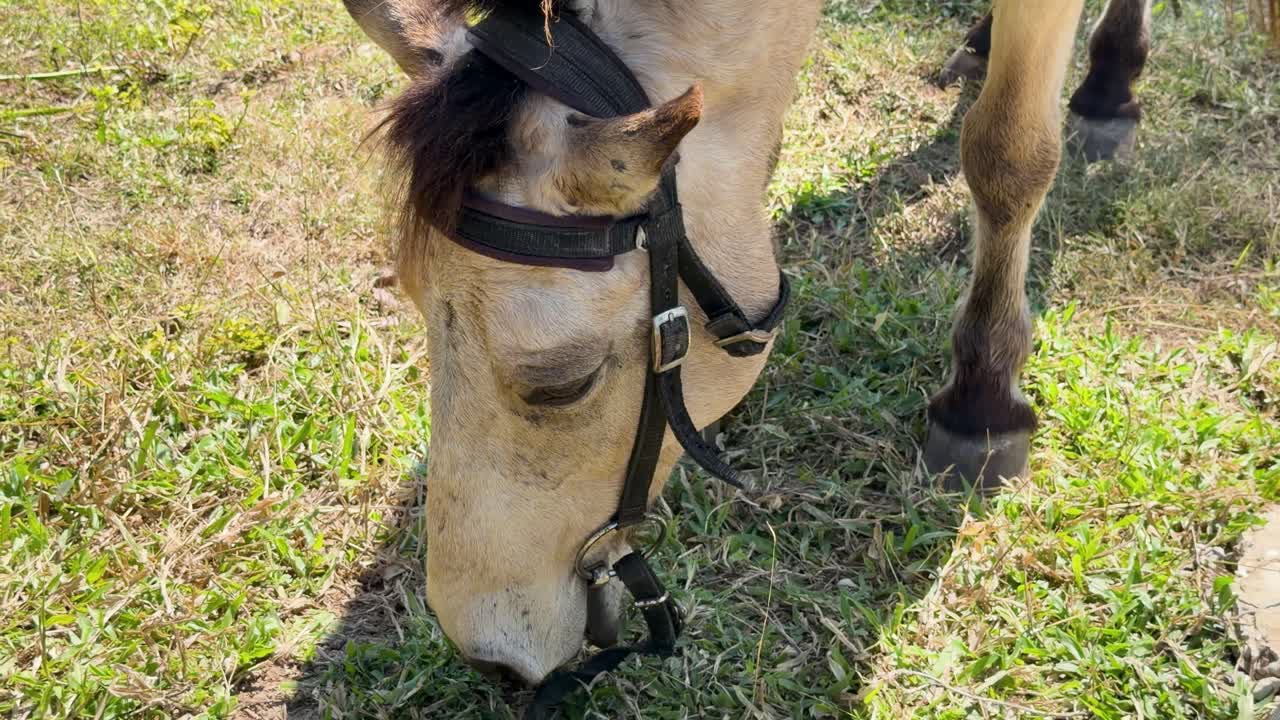 Primo piano di un cavallo che si gratta la spalla e mangia erba in una giornata di sole