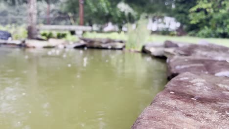 Back-Yard-Pond-during-rain-storm