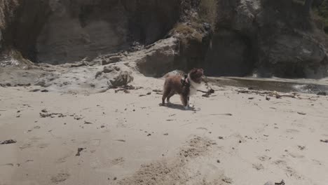 dog playing on beautiful california beach- 4k log ungraded