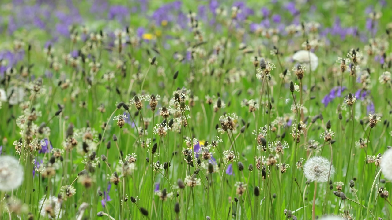 Piantaggine lanciuola, Plantago lanceolata, e altri fiori selvatici in un prato. Galles. Regno Unito