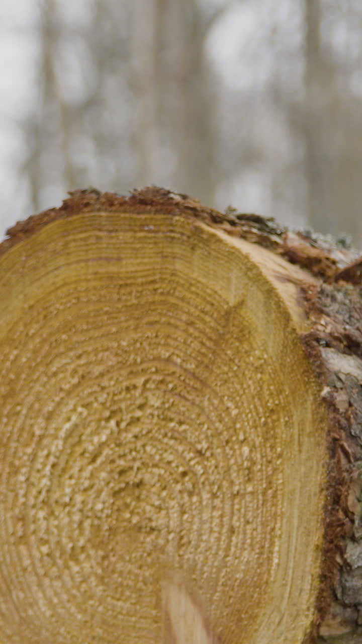 A detailed vertical shot of freshly cut timber logs showing growth rings and bark texture against a blurred winter forest background. Ideal for forestry and environmental content