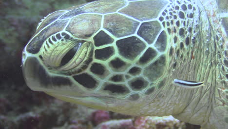 hawksbill turtle being cleaned by bluestreak cleaner wrasse, close-up shot of turtle's head