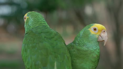 Two-small-green-parrots-with-yellow-forehead-and-beautiful-orange-eyes