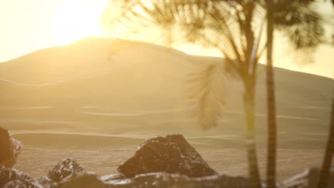 palms in desert at sunset