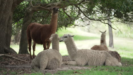 a pack of alpacas and a llama sitting in the shade in australia