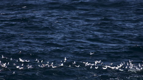 a large school of pelagic fish swim below a flock of sea gulls floating on a washy ocean surface