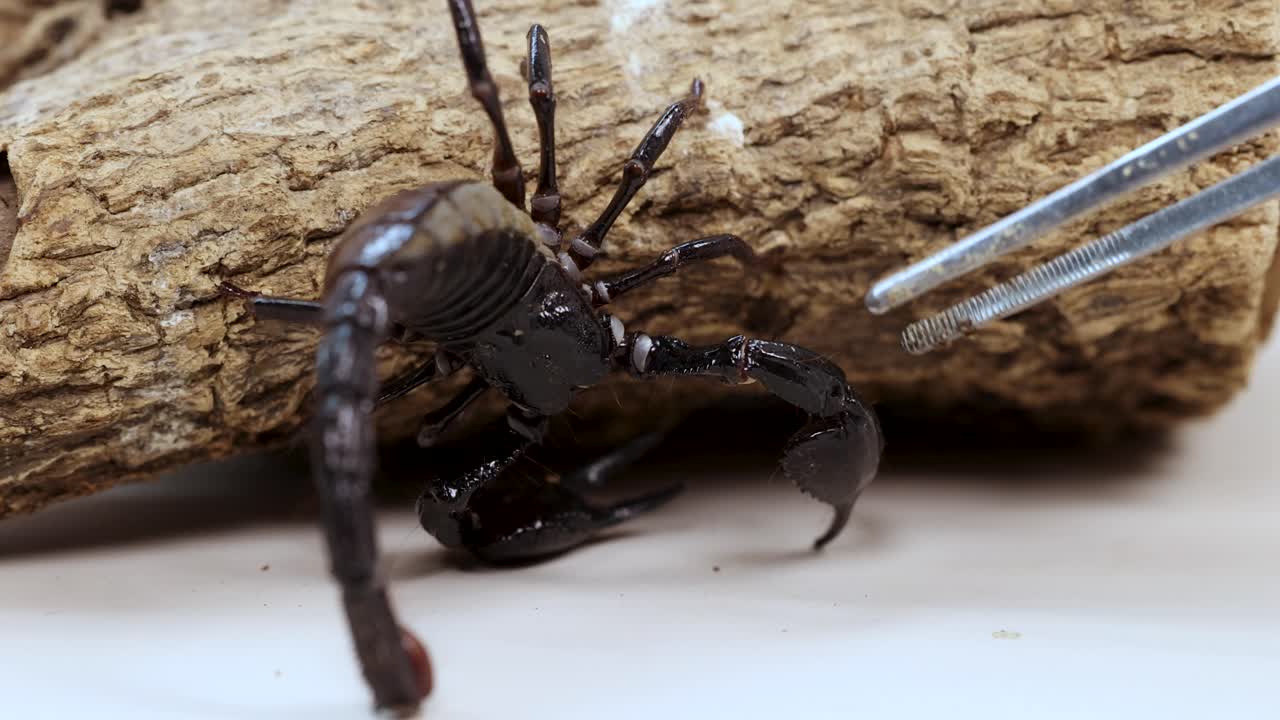 A scorpion moves across a log in a controlled environment, interacting with tweezers under bright lighting