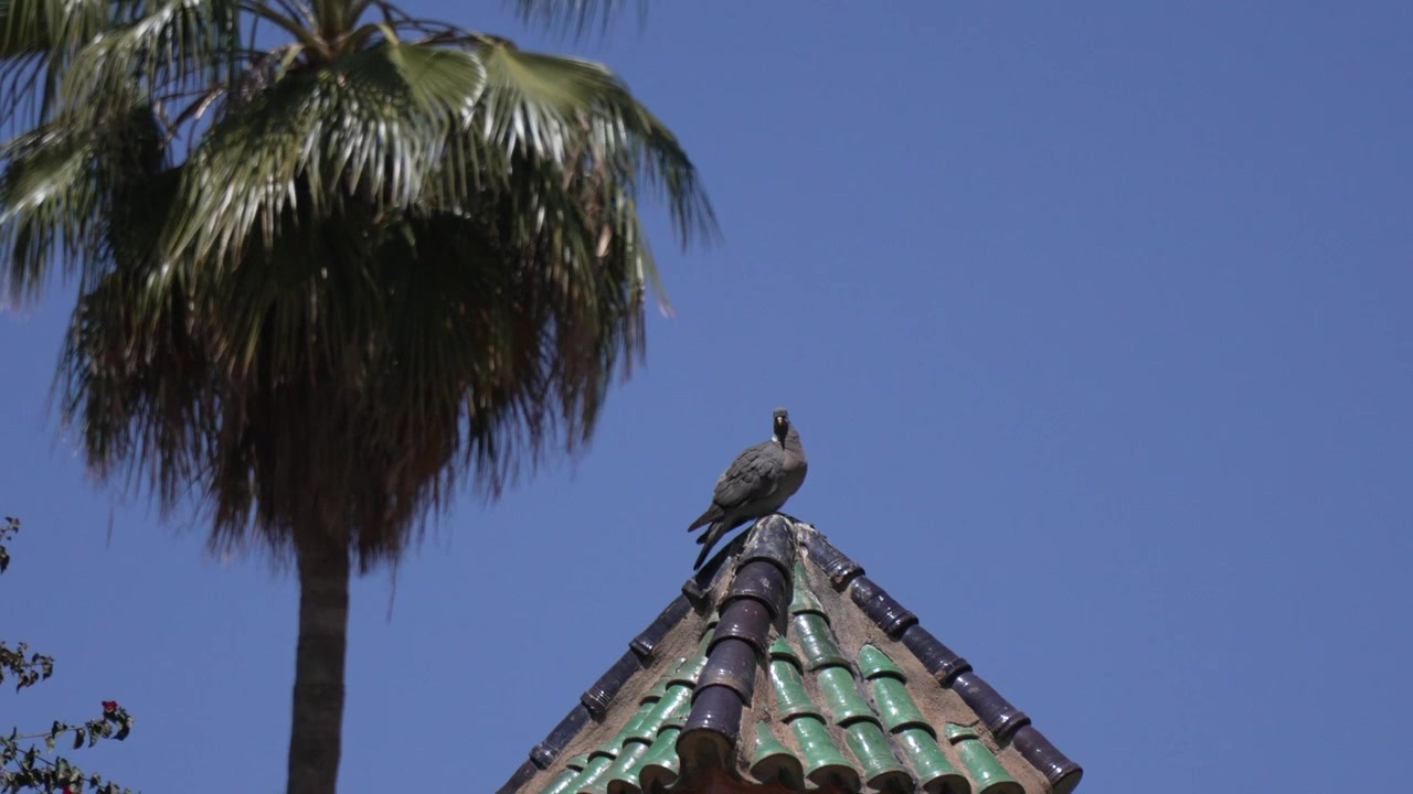 Uccello su un tetto colorato nel soleggiato Jardin Majorelle, Marocco, atmosfera calma.