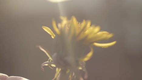 holding a dandelion in the sun